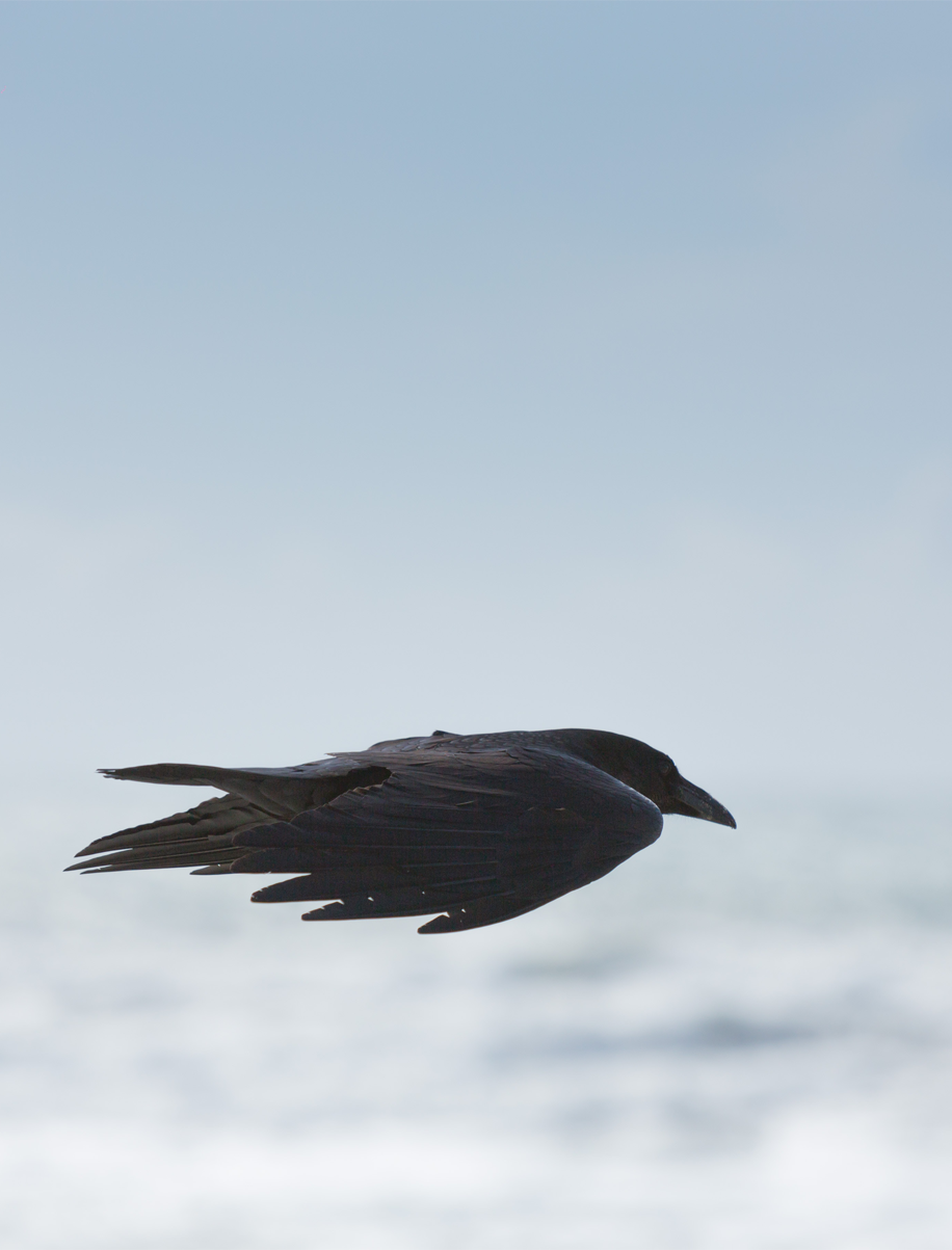 crow-flying crow-flying